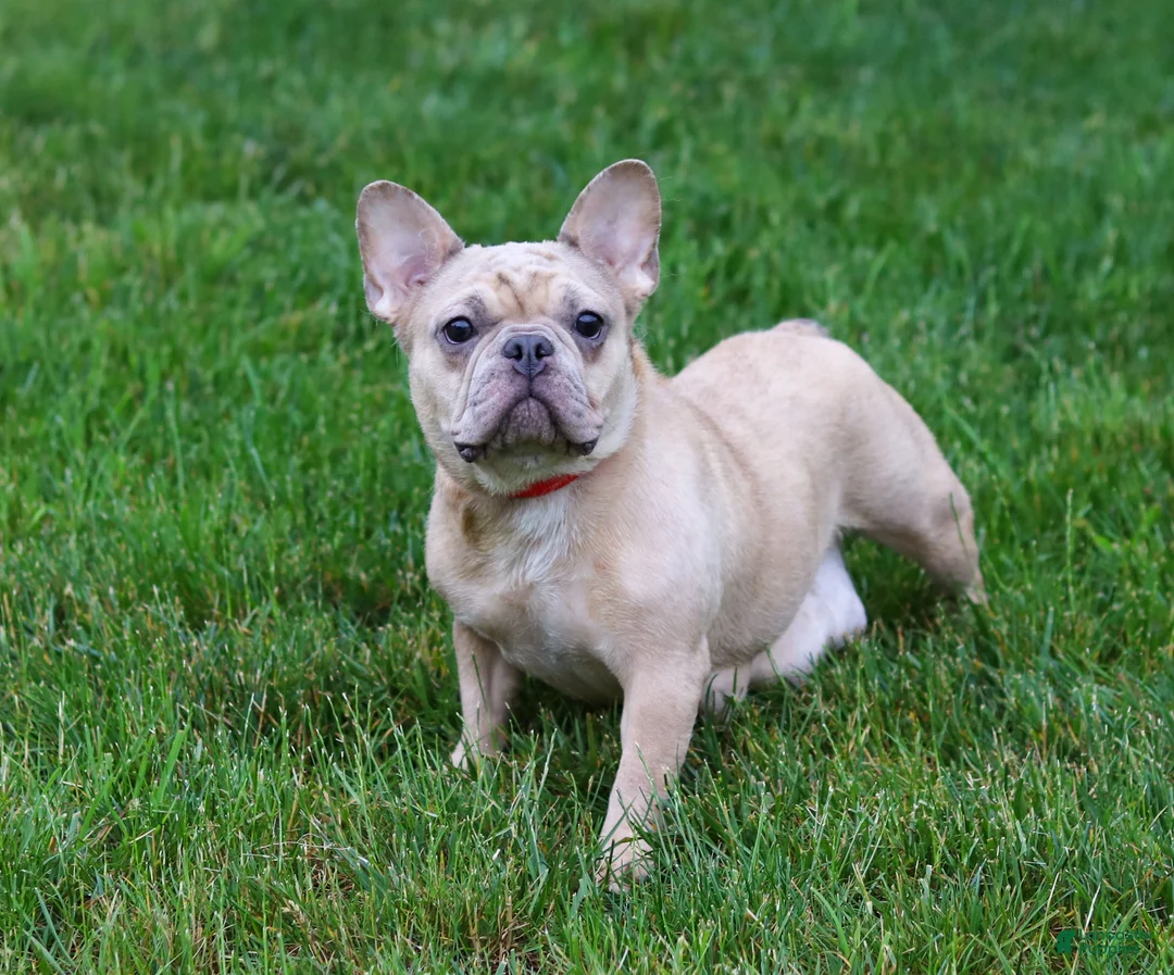 French Bulldog dogs for sale: Felix - Ad 8