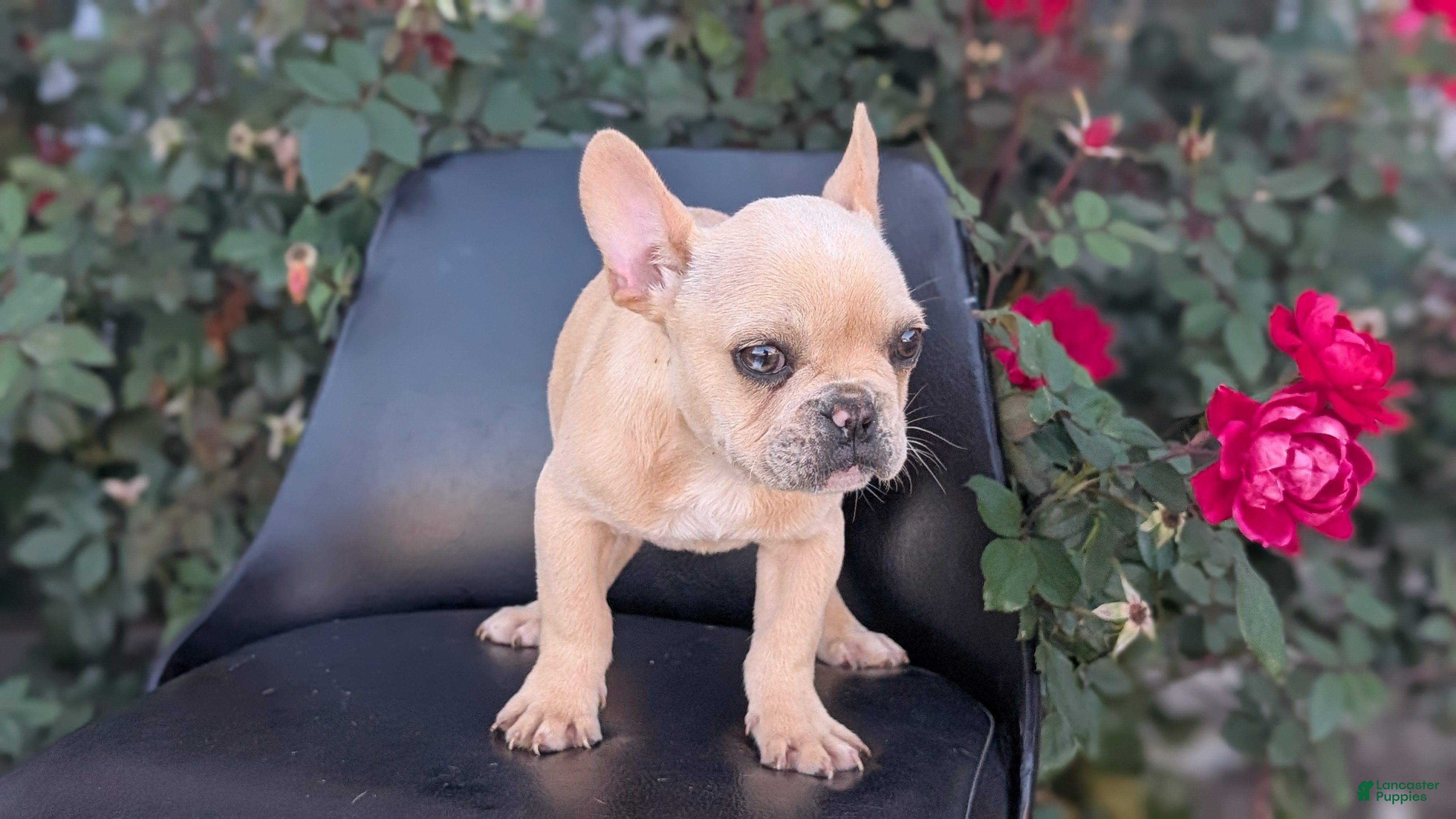 French Bulldog dogs Xavier - Ad 2