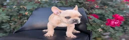 French Bulldog dogs for sale: Xavier - Ad 2