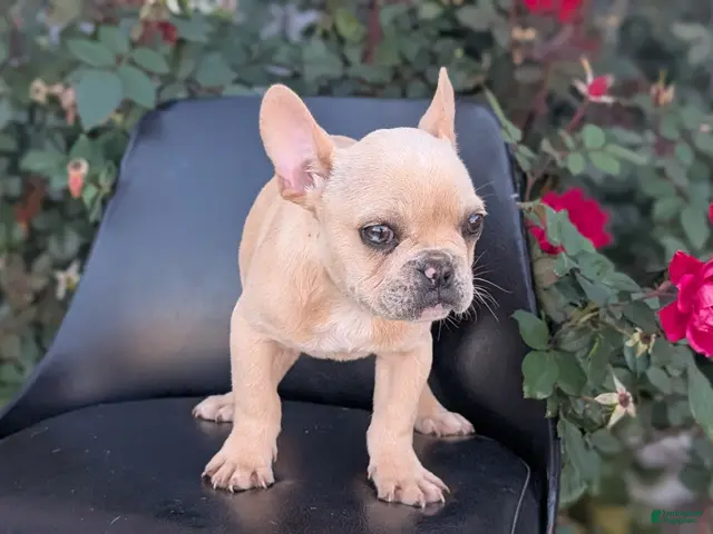 French Bulldog dogs for sale: Xavier - Ad 2