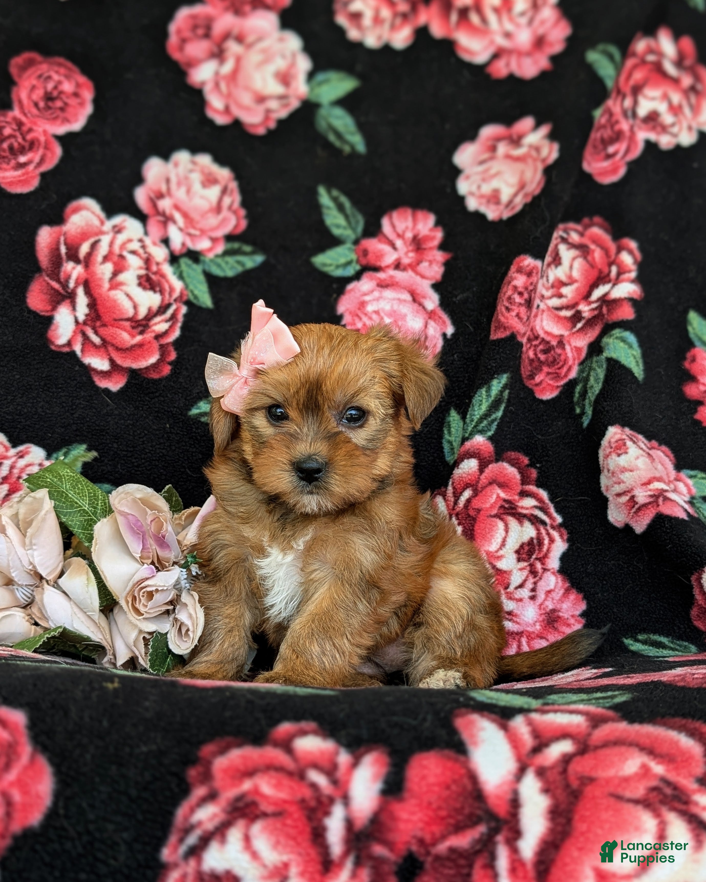 Shorkie dogs Melody Hypoallergenic - Ad 2