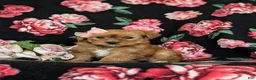 Shorkie dogs for sale: Melody Hypoallergenic - Ad 2