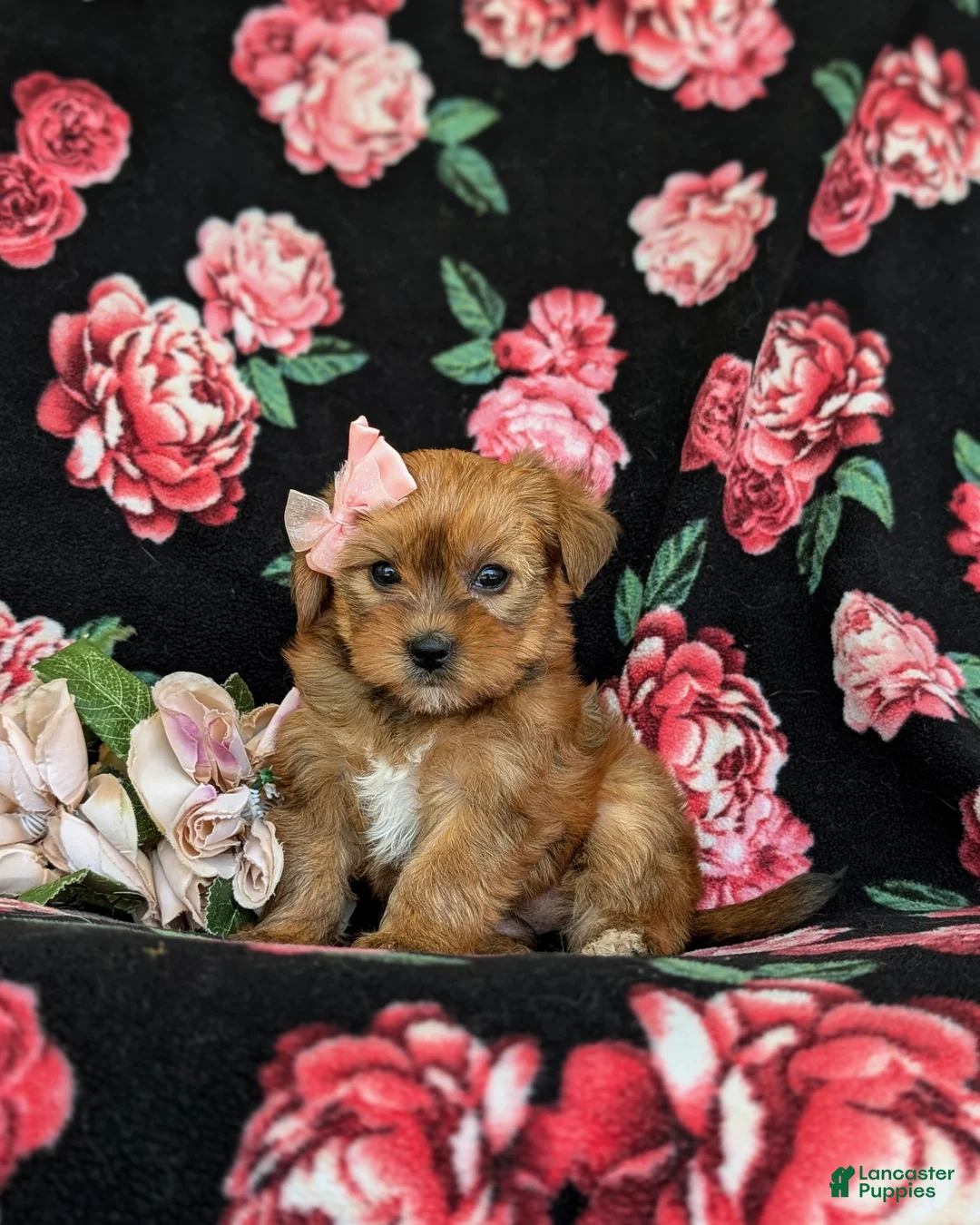 Shorkie dogs for sale: Melody Hypoallergenic - Ad 2
