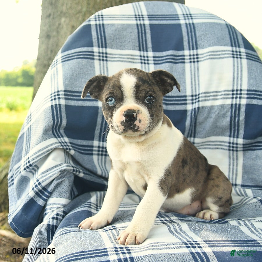 Boston Terrier dogs Fern  - Ad 1
