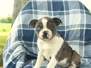 Boston Terrier dogs for sale: Fern - Ad 3