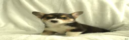 Welsh Corgi Pembroke dogs for sale: Diva - Ad 5