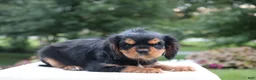 Cavalier King Charles Spaniel dogs for sale: Trixy - Ad 2