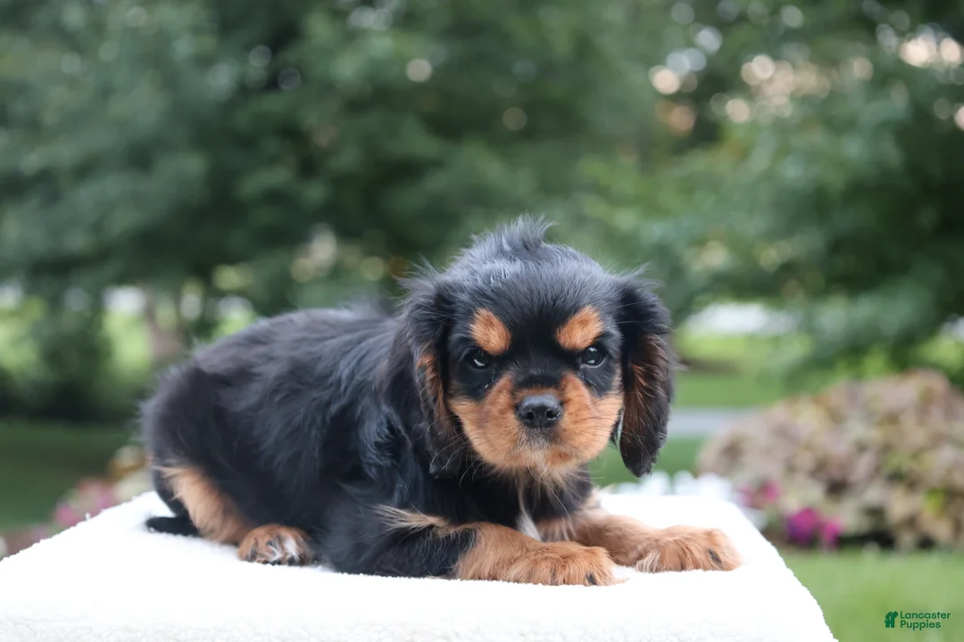 Cavalier King Charles Spaniel dogs for sale: Trixy - Ad 2