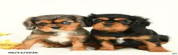 Cavalier King Charles Spaniel dogs for sale: Michelle - Ad 5