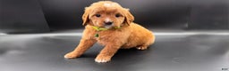 Mini Goldendoodle dogs for sale: Toby F One - Ad 4