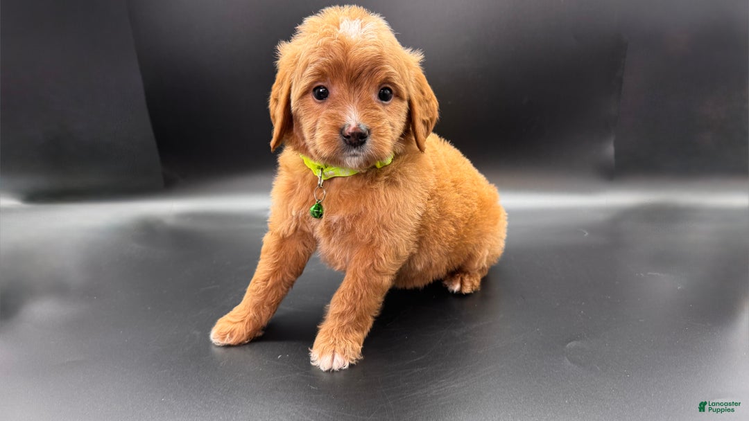 Mini Goldendoodle dogs for sale: Toby F One - Ad 4