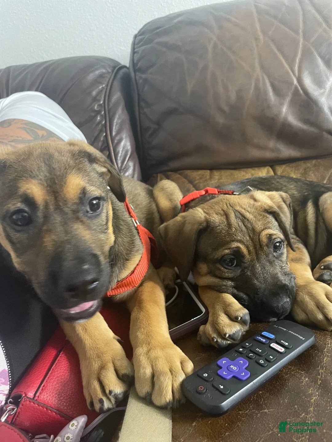 Mixed Breed dogs for sale: Mixed Breed Puppy 1 - Ad 3