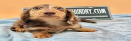 Miniature Dachshund dogs for sale: Russian boy - Ad 7