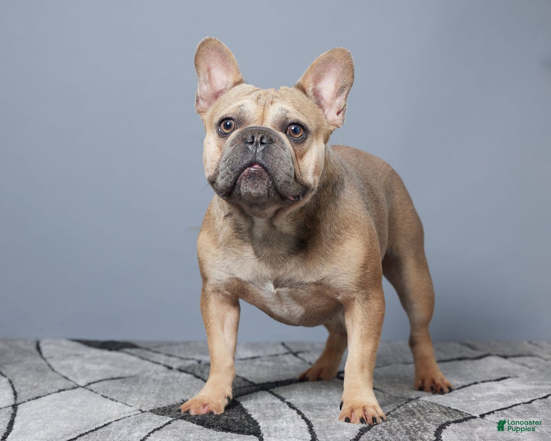 French Bulldog dogs for sale: Ivy - Ad 5