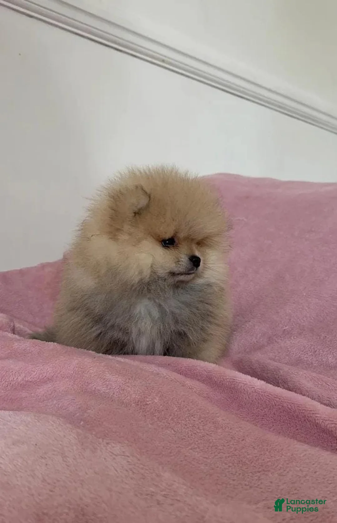Pomeranian dogs for sale: Maya - Ad 9