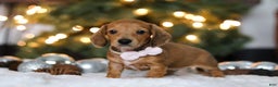 Miniature Dachshund dogs for sale: Willow - Ad 7