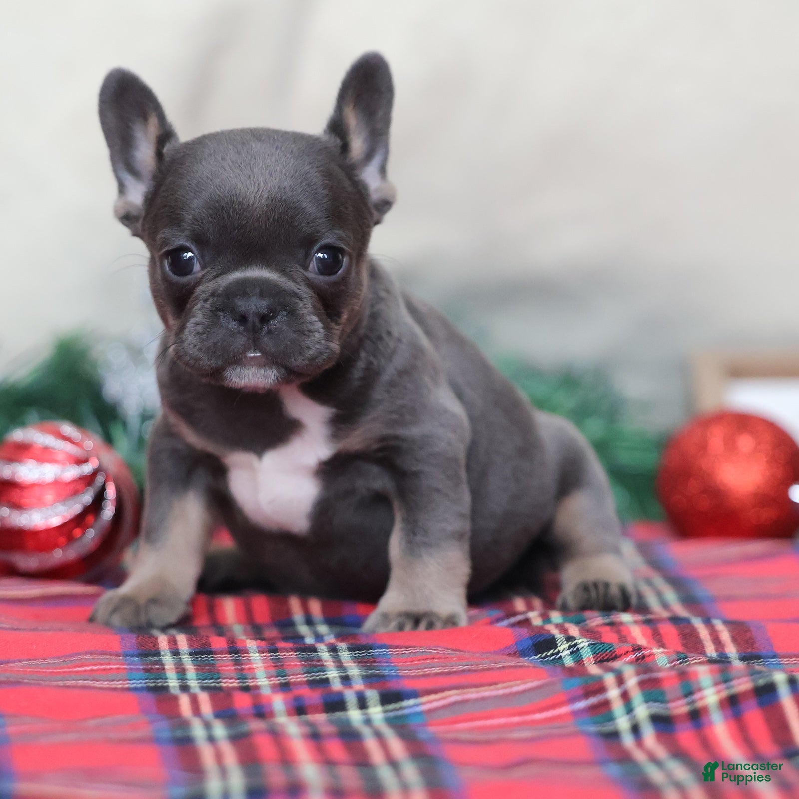 French Bulldog dogs April - Ad 20
