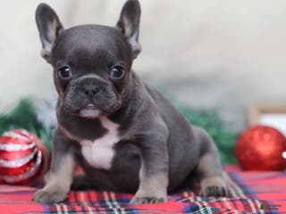 French Bulldog dogs April - Ad 25