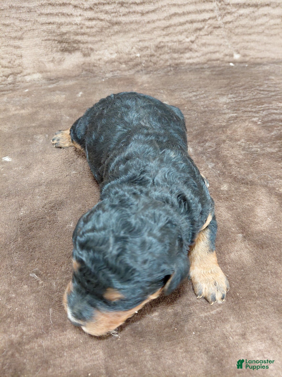 Bernedoodle dogs for sale: Bear - Ad 5