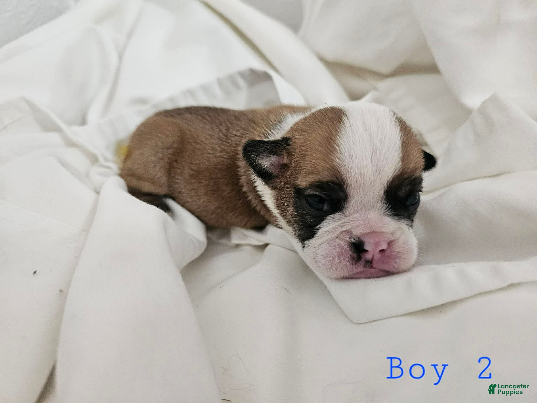 English Bulldog dogs English Bulldog Puppy 2 - Ad 2