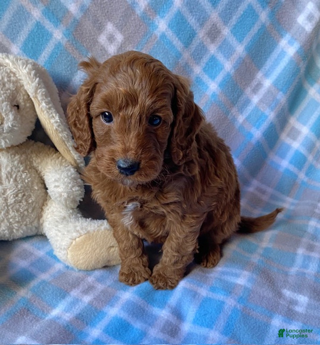 Mini Goldendoodle dogs for sale: Charlie - Ad 3
