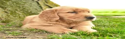 Golden Retriever dogs for sale: Prescott - Ad 2