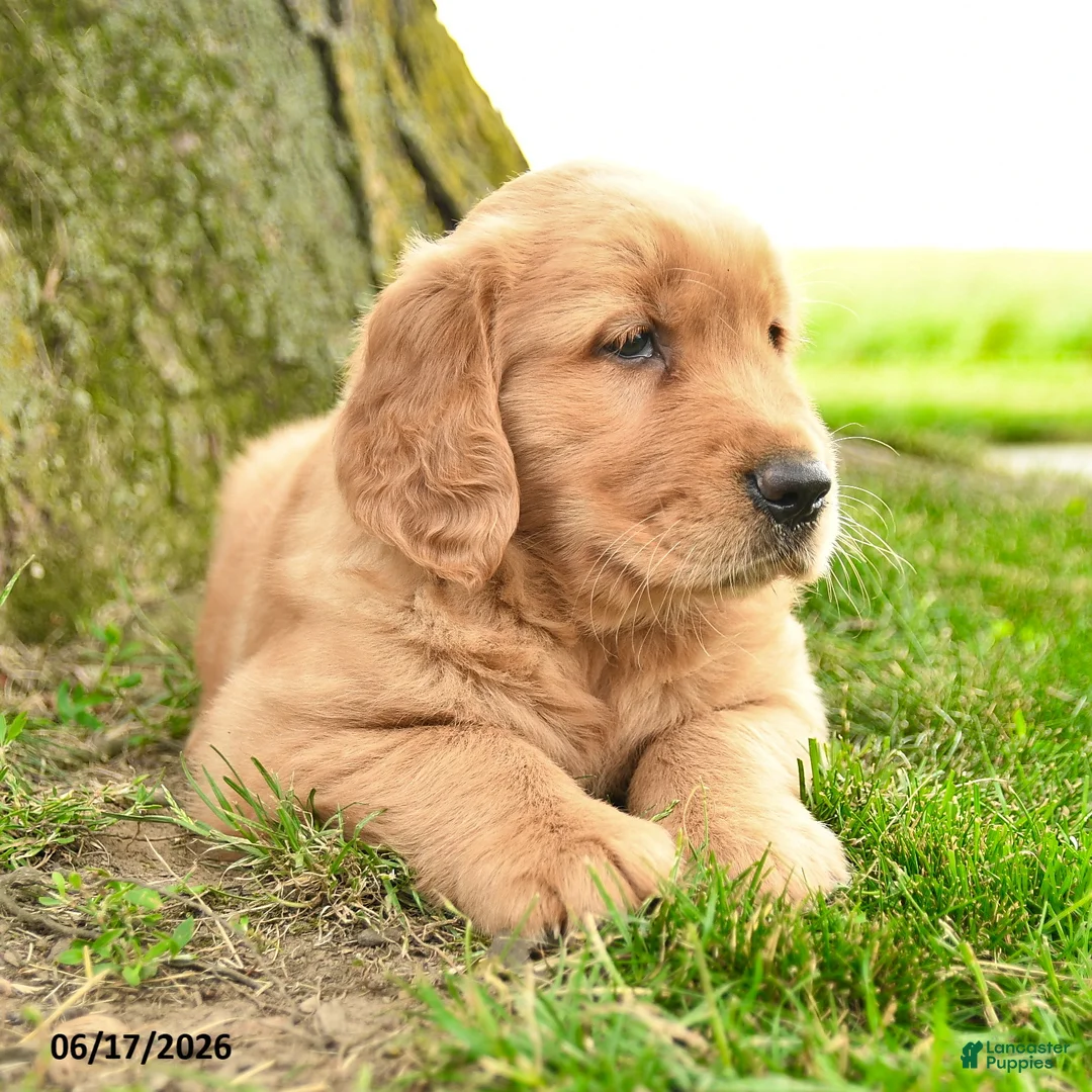 Golden Retriever dogs for sale: Prescott - Ad 2
