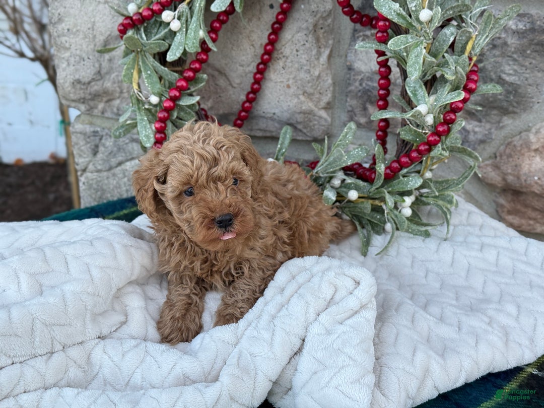 Toy Poodle dogs for sale: Trotter - Ad 6