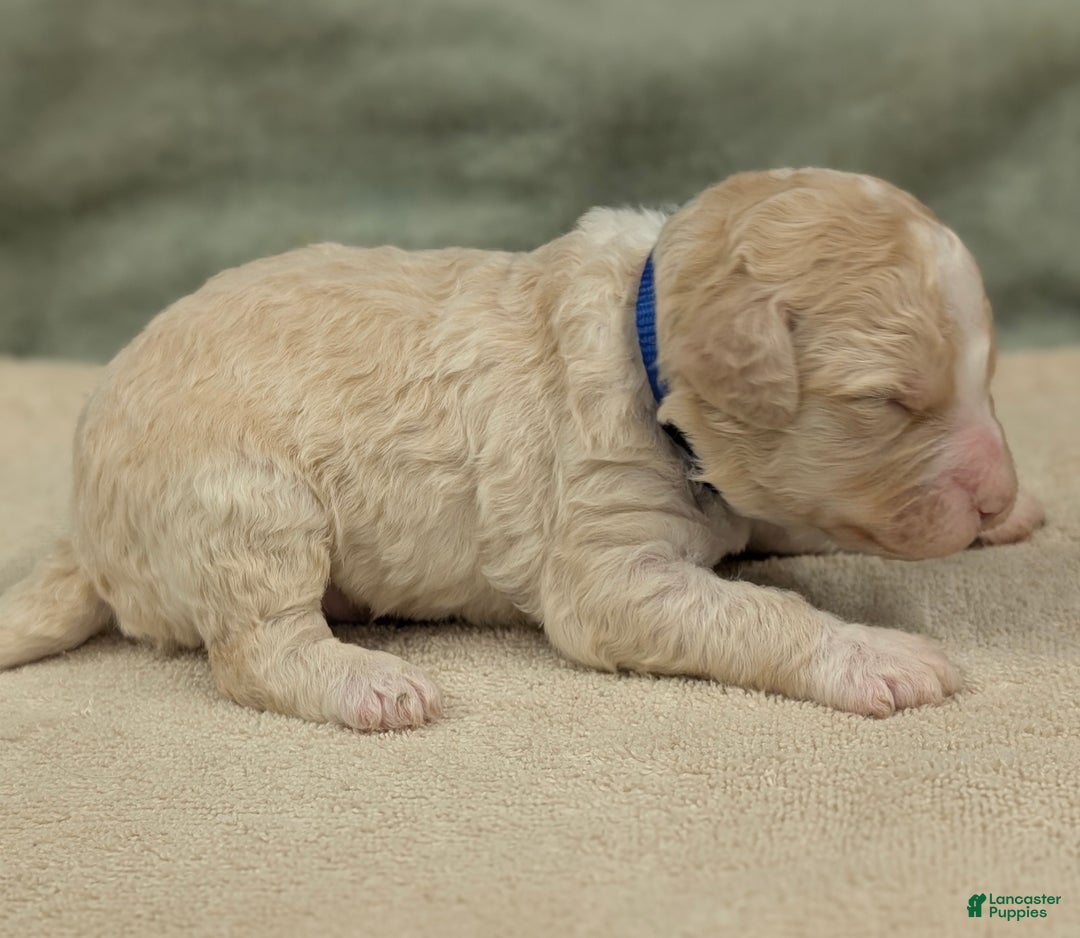 Sheepadoodle dogs for sale: Blue - Ad 4