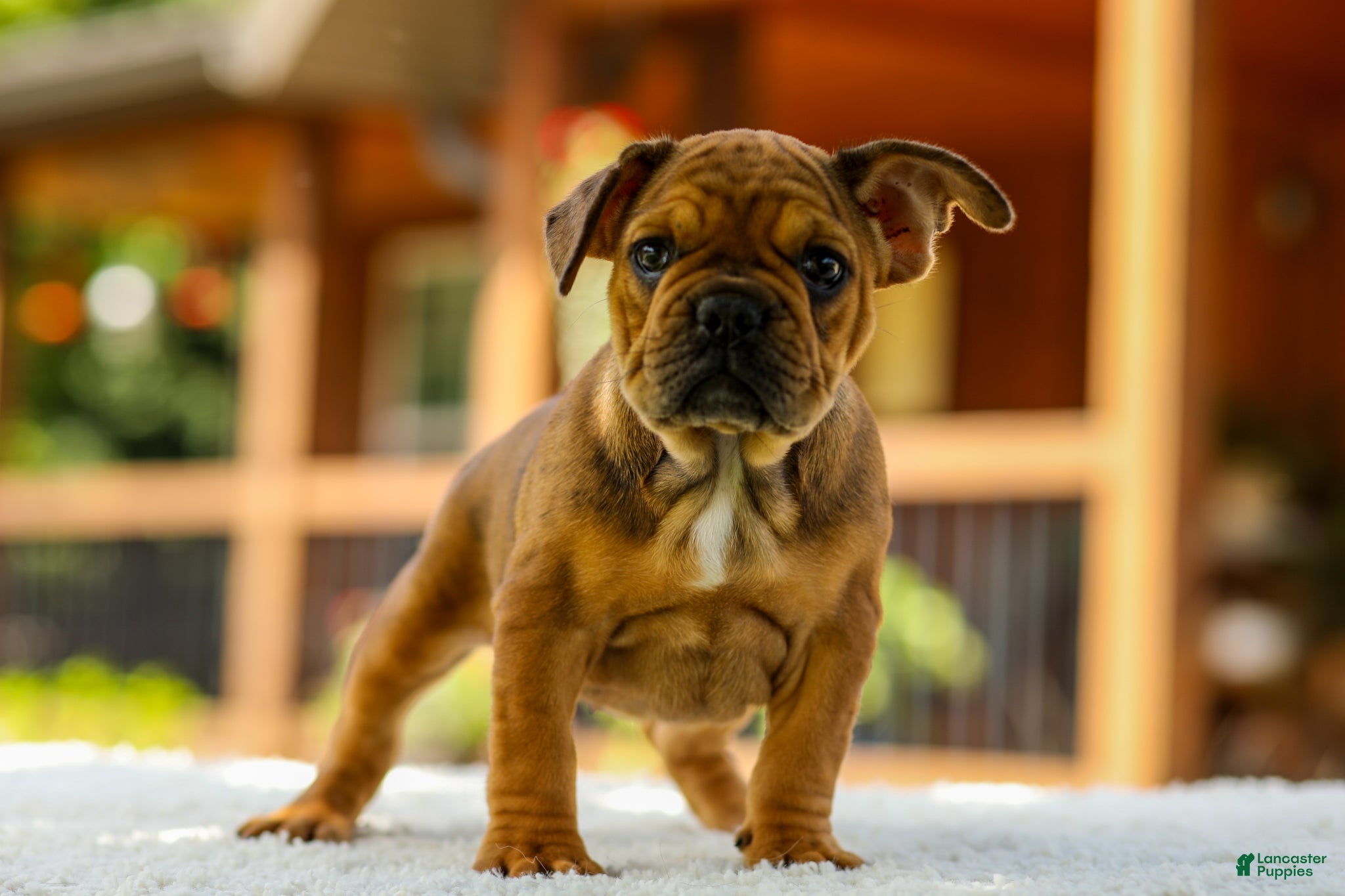 French Bulldog dogs Olive – Fawn Brindle/White - Ad 1