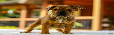Olive – Fawn Brindle/White