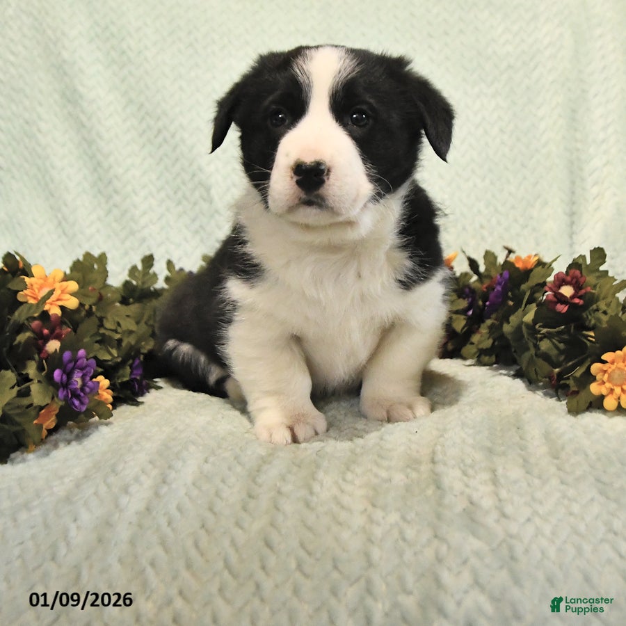 Mixed Breed dogs Junior - Ad 2