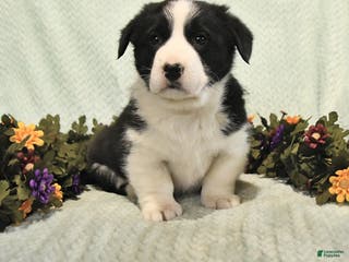 Mixed Breed dogs Junior - Ad 23