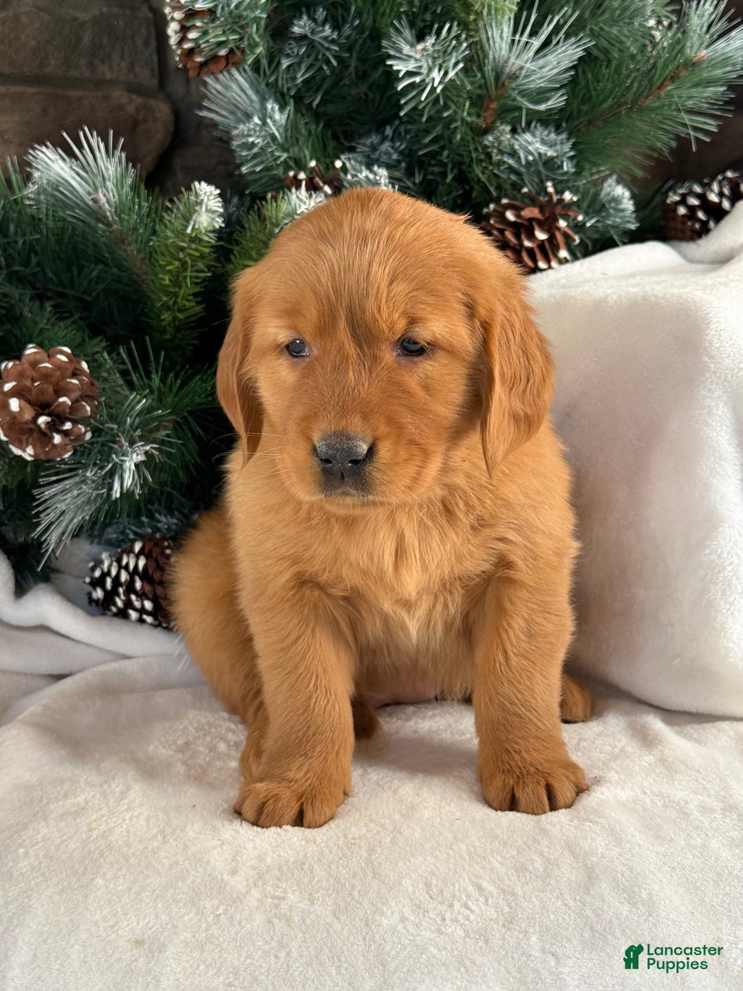 Golden Retriever dogs for sale: Lulu - Ad 4