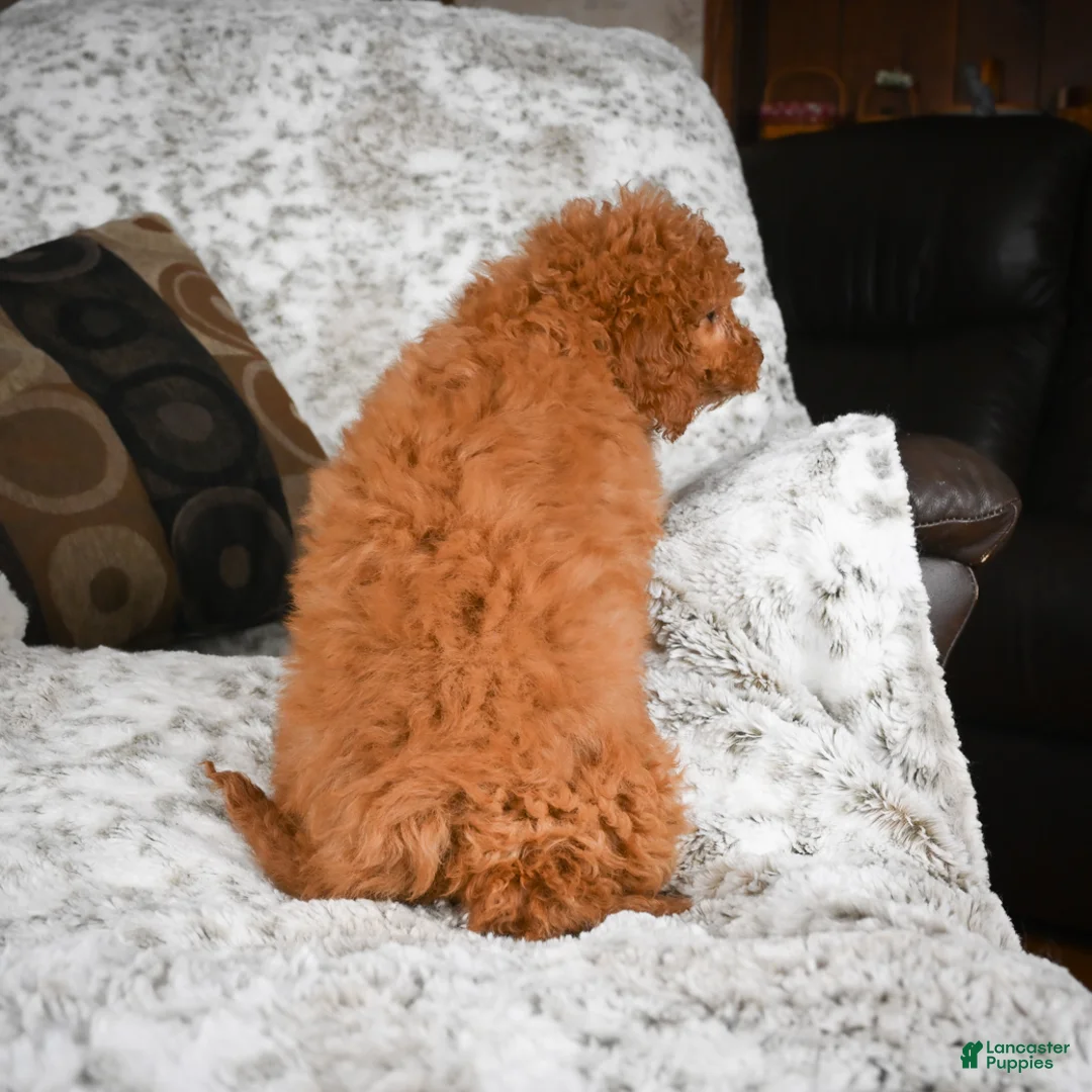 Cavapoo dogs for sale: Carrie - Ad 6