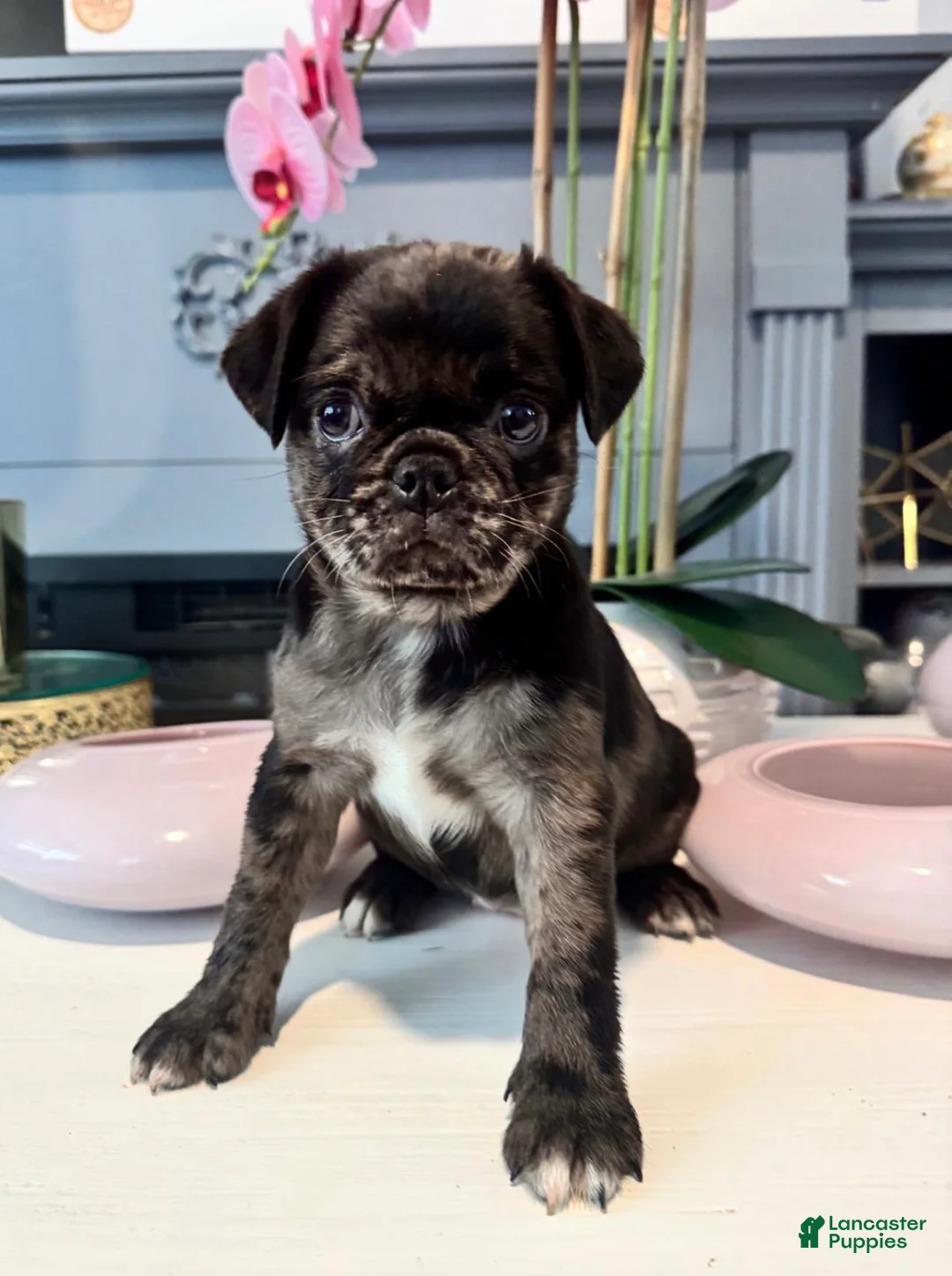 Pug dogs for sale: Pug Puppy 1 - Ad 1