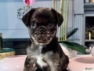 Pug dogs Pug Puppy 1 - Ad 29