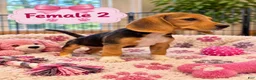 Beagle dogs for sale: Lady - Ad 2