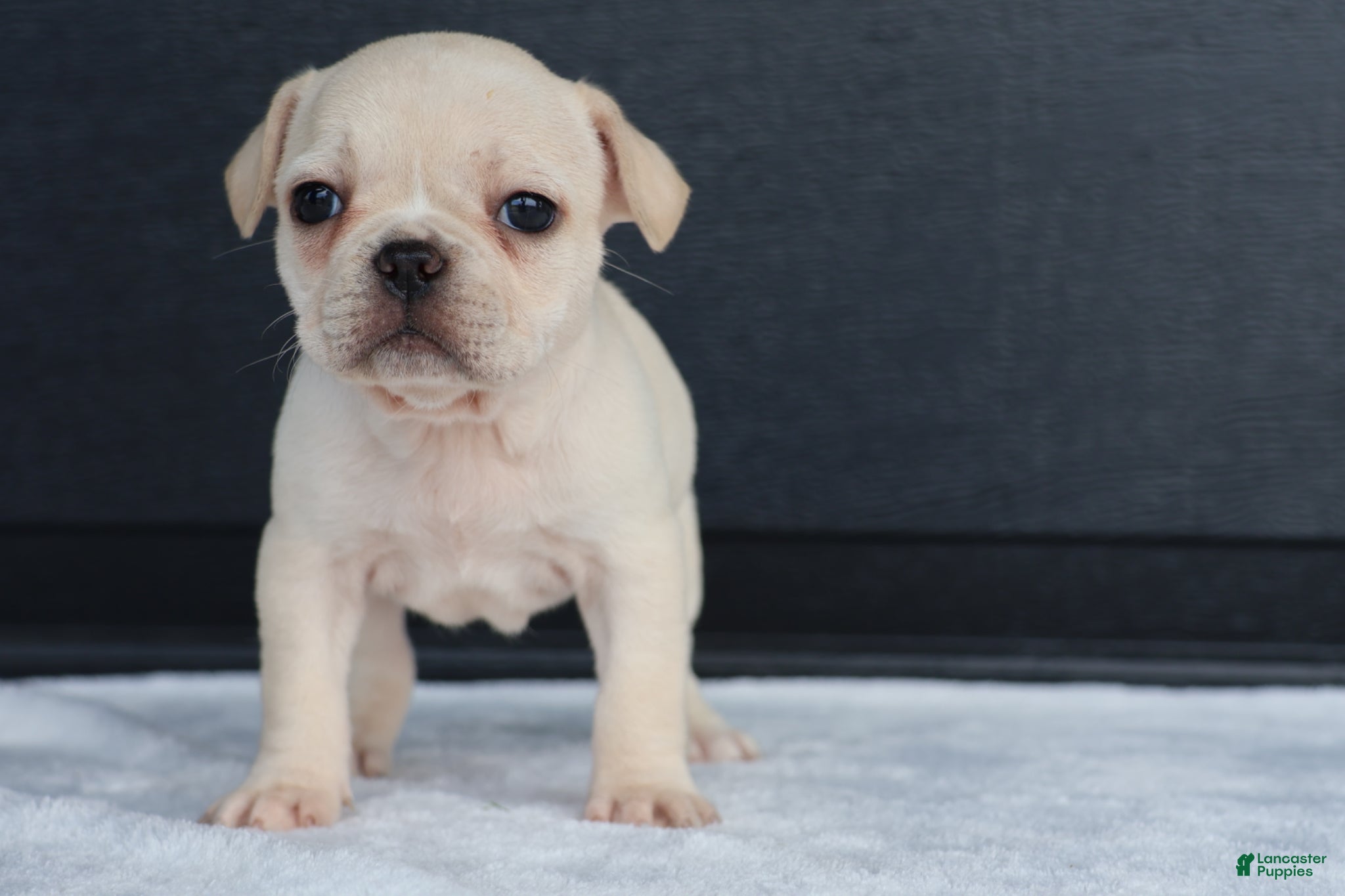 French Bulldog dogs for sale: Roxy  - Ad 2