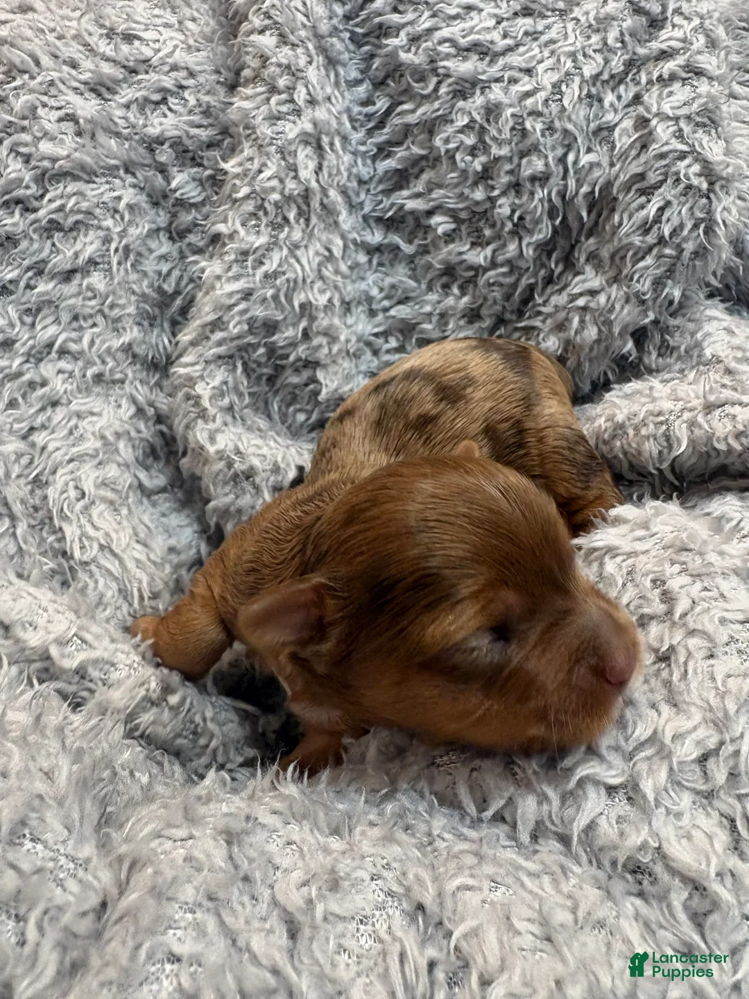 Yorkshire Terrier dogs for sale: Ginger  - Ad 2