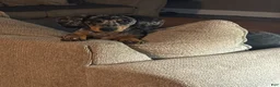 Dachshund dogs for sale: Dachshund Puppy 1 - Ad 1
