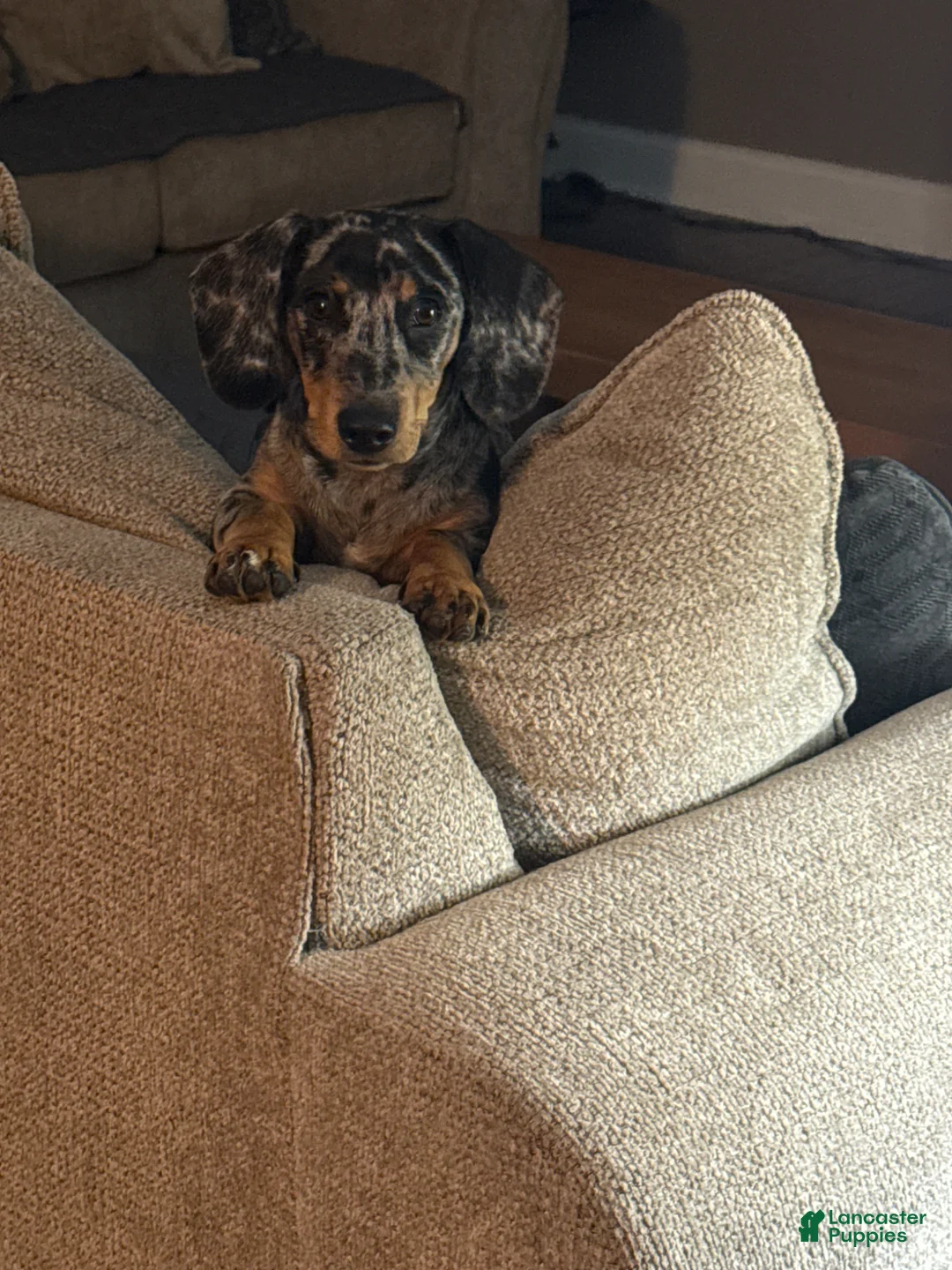 Dachshund dogs for sale: Dachshund Puppy 1 - Ad 1
