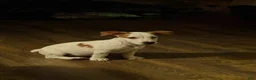 Jack Russell Terrier dogs for sale: Boy - Ad 1
