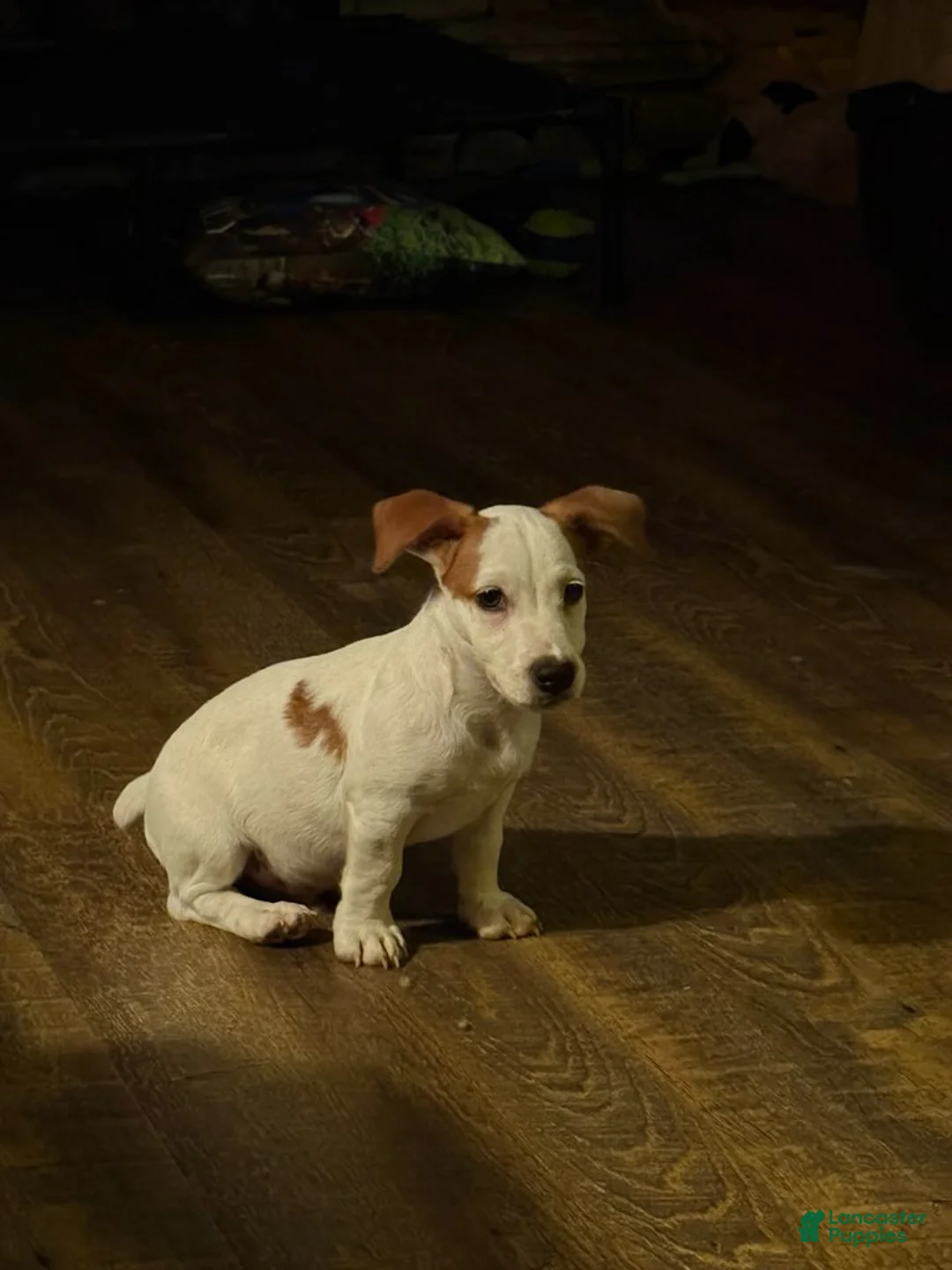 Jack Russell Terrier dogs for sale: Boy - Ad 1