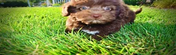 Havapoo dogs for sale: Emily - Ad 11