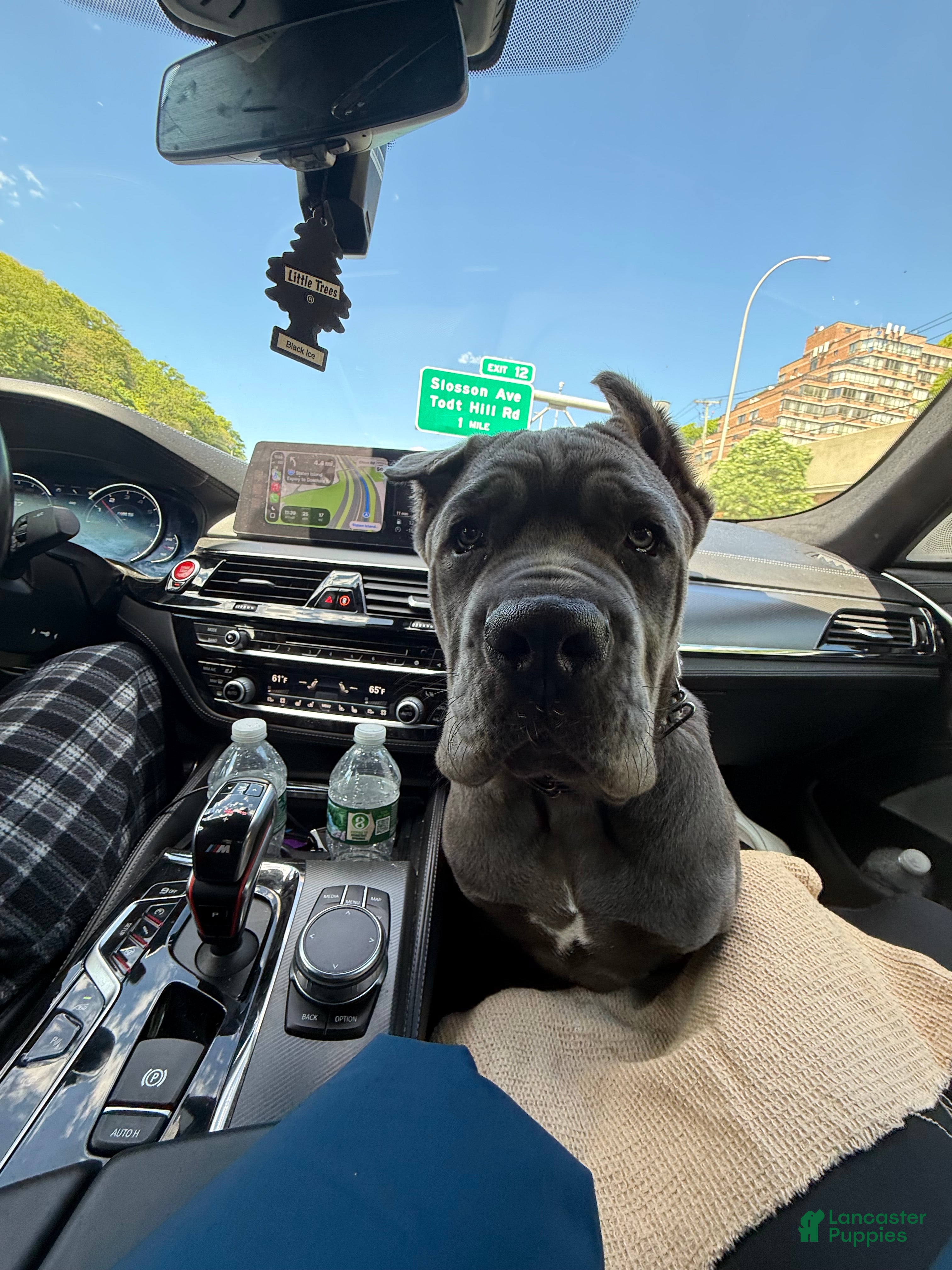 Cane Corso dogs Cane Corso Puppy 1 - Ad 28