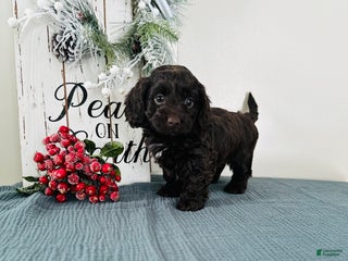 Mixed Breed dogs Rudolph - Ad 11