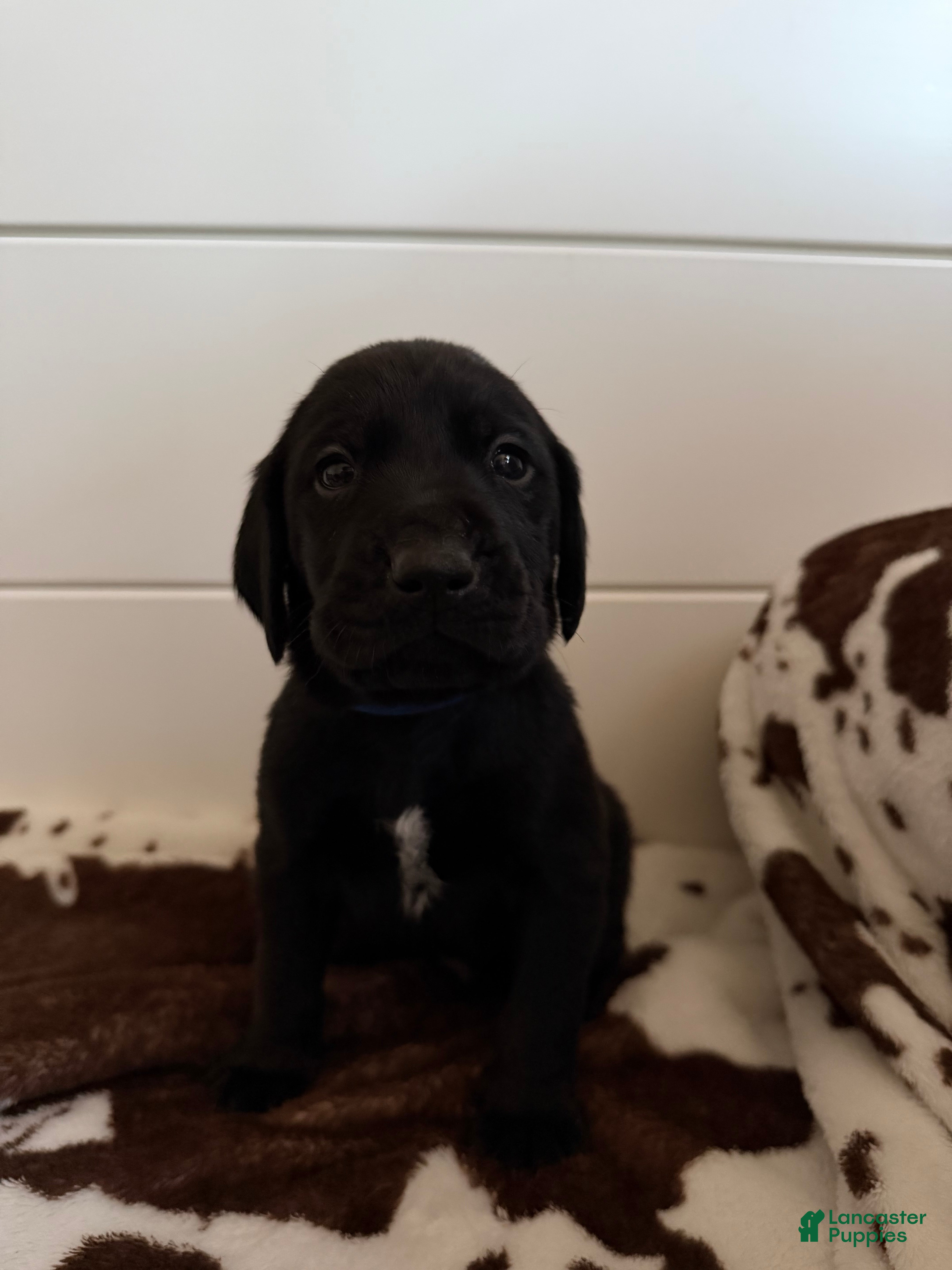 Mixed Breed dogs Mixed Breed 6 - Ad 5