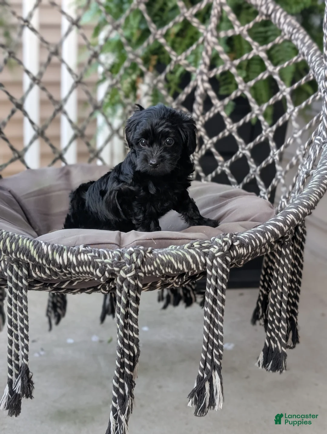Yorkiepoo dogs for sale: Cameron "Cam" - Ad 4