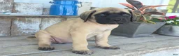 English Mastiff dogs for sale: Alexus - Ad 4